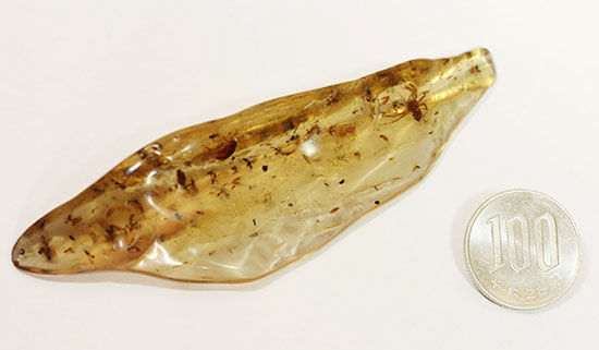 虫の巣窟!クモ他、沢山の虫が多数内包された、マダガスカル産虫入りコーパル(その16)