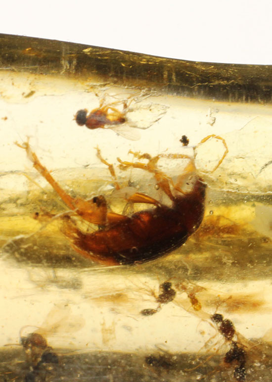 虫の巣窟!クモ他、沢山の虫が多数内包された、マダガスカル産虫入りコーパル(その2)