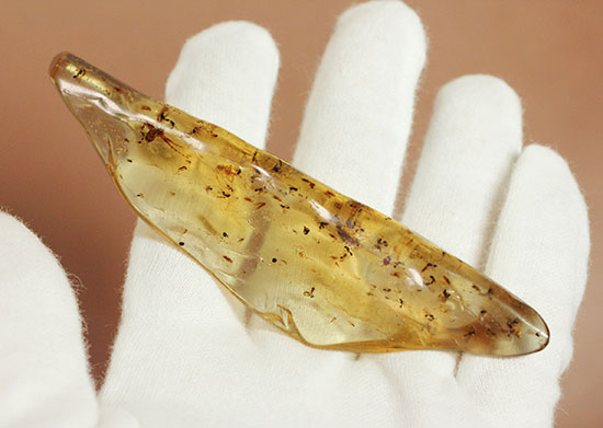 虫の巣窟!クモ他、沢山の虫が多数内包された、マダガスカル産虫入りコーパル(その3)