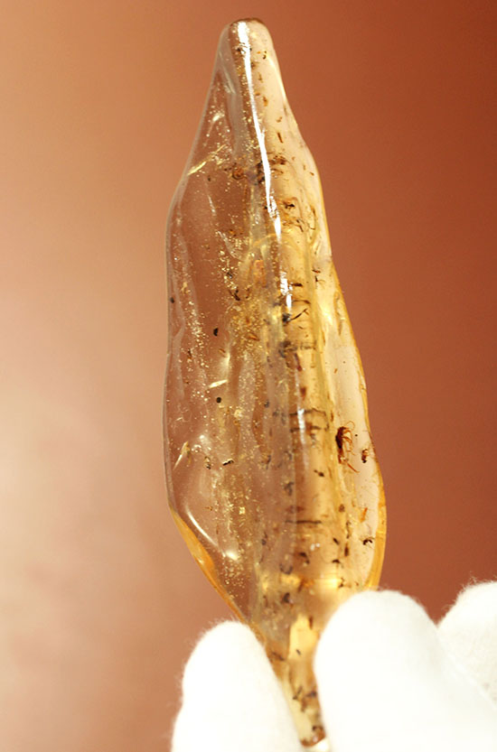 虫の巣窟!クモ他、沢山の虫が多数内包された、マダガスカル産虫入りコーパル(その4)