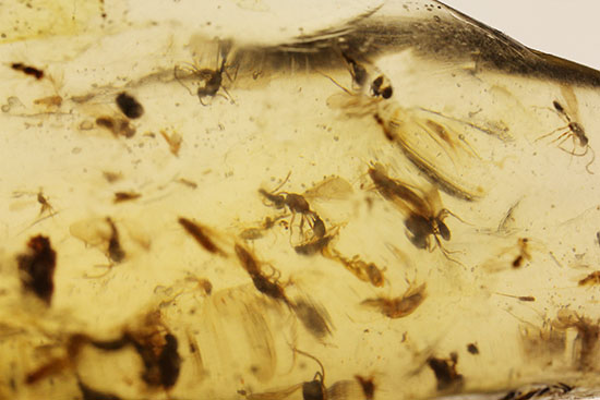 虫の巣窟!クモ他、沢山の虫が多数内包された、マダガスカル産虫入りコーパル(その6)