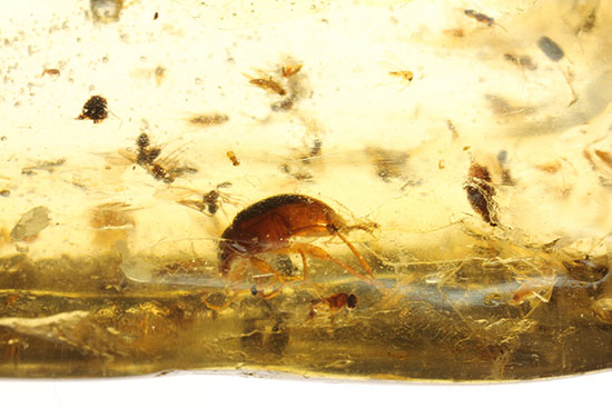 虫の巣窟！クモ他、沢山の虫が多数内包された、マダガスカル産虫入りコーパル（その7）