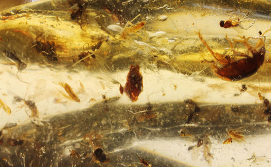 虫の巣窟!クモ他、沢山の虫が多数内包された、マダガスカル産虫入りコーパル(その8)