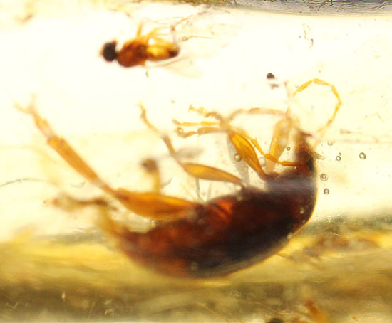 虫の巣窟!クモ他、沢山の虫が多数内包された、マダガスカル産虫入りコーパル(その9)
