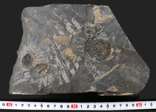 マニア限定！国産マニアック化石シリーズ！山口県産の中生代ジュラ紀アンモナイト、ハルポセラス（Hrpoceras）のマルチプレート化石（その10）