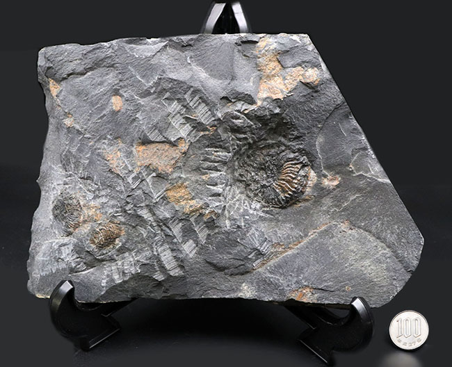 マニア限定！国産マニアック化石シリーズ！山口県産の中生代ジュラ紀アンモナイト、ハルポセラス（Hrpoceras）のマルチプレート化石（その11）