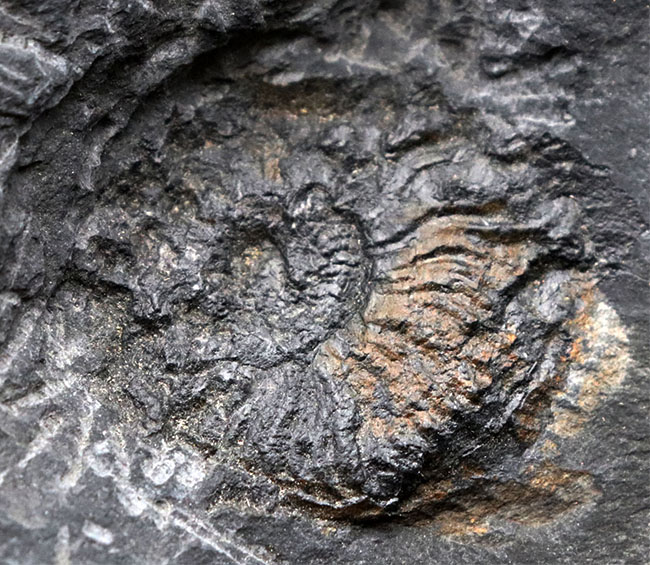 マニア限定！国産マニアック化石シリーズ！山口県産の中生代ジュラ紀アンモナイト、ハルポセラス（Hrpoceras）のマルチプレート化石（その2）