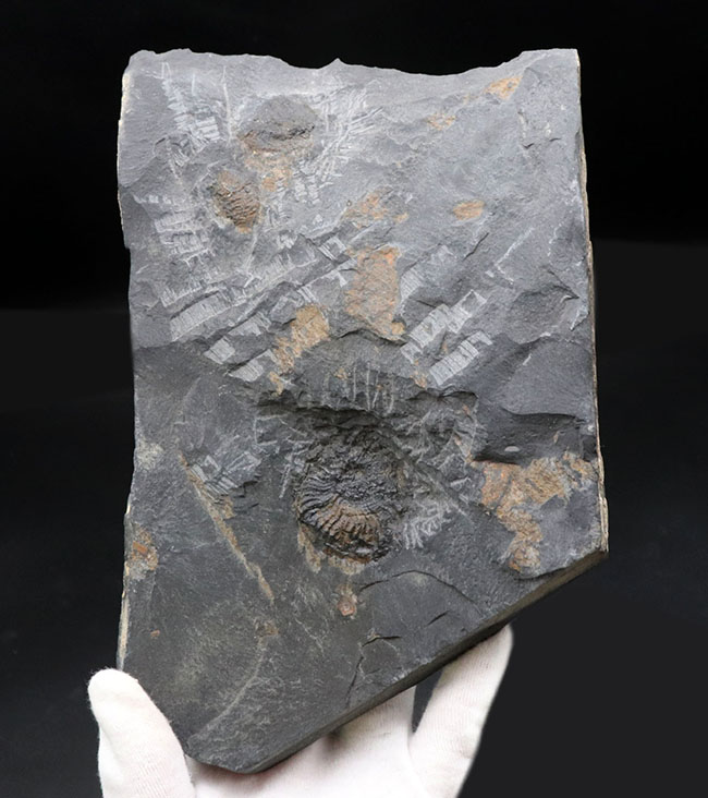 マニア限定！国産マニアック化石シリーズ！山口県産の中生代ジュラ紀