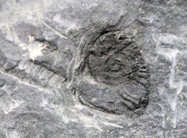 マニア限定！国産マニアック化石シリーズ！山口県産の中生代ジュラ紀アンモナイト、ハルポセラス（Hrpoceras）のマルチプレート化石（その5）