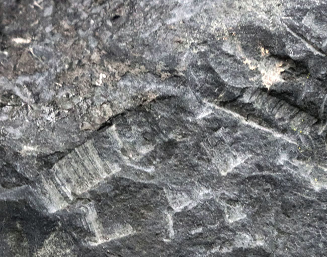 マニア限定！国産マニアック化石シリーズ！山口県産の中生代ジュラ紀アンモナイト、ハルポセラス（Hrpoceras）のマルチプレート化石（その7）
