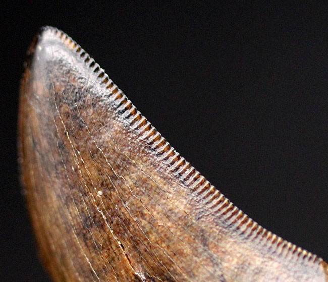 ベリーベリレア!極めて希少なアルバートサウルス(Albertosaurus)の非常に上質な歯化石。カナダ・アルバータ州ドラムヘラーに位置するホースシューキャニオン層からの採集品(その2)