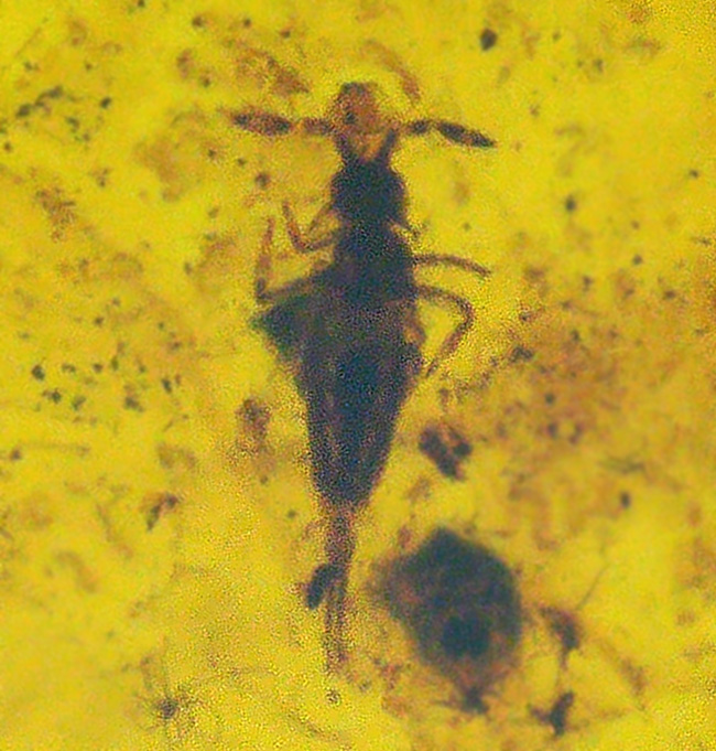 素敵なポーズの虫が見られます!人類の祖先が誕生するはるか昔の虫を内包したバルト海産琥珀を使ったペンダントトップ(シルバーチェーン&高級ジュエリーケース付き)(その1)