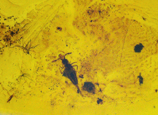 素敵なポーズの虫が見られます!人類の祖先が誕生するはるか昔の虫を内包したバルト海産琥珀を使ったペンダントトップ(シルバーチェーン&高級ジュエリーケース付き)(その4)