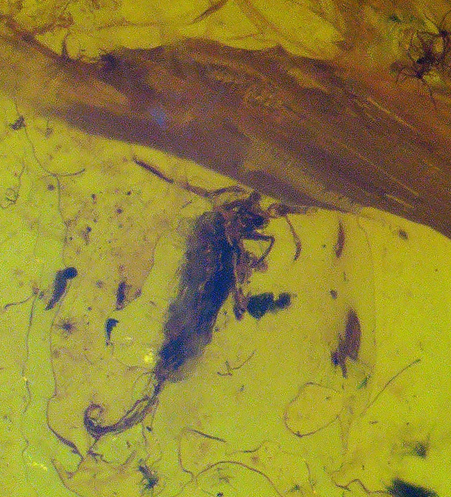 素敵なポーズの虫が見られます！人類の祖先が誕生するはるか昔の虫を内包したバルト海産琥珀を使ったペンダントトップ（シルバーチェーン＆高級ジュエリーケース付き）（その5）