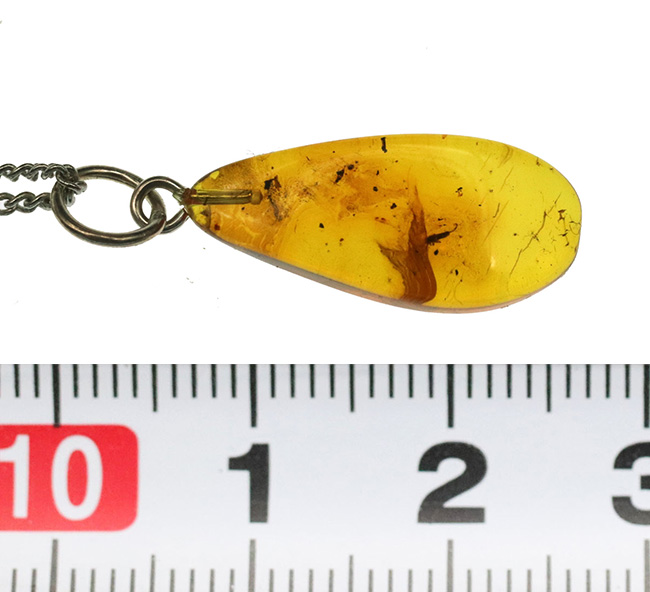 素敵なポーズの虫が見られます!人類の祖先が誕生するはるか昔の虫を内包したバルト海産琥珀を使ったペンダントトップ(シルバーチェーン&高級ジュエリーケース付き)(その8)