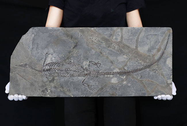 希少性の極み！吻部から尾先まで計測して７９３ミリという信じられないサイズ！個人コレクターの最終目標、ブラジル産メソサウルス（Mesosaurus）の全身化石（その1）