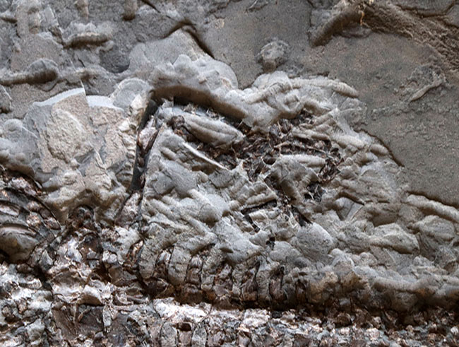 希少性の極み！吻部から尾先まで計測して７９３ミリという信じられないサイズ！個人コレクターの最終目標、ブラジル産メソサウルス（Mesosaurus）の全身化石（その10）