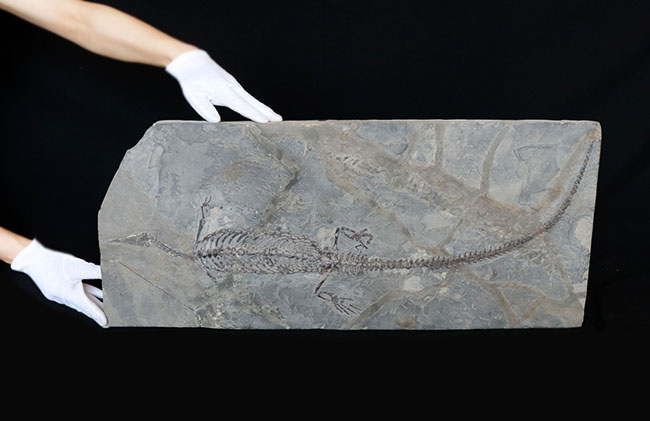 希少性の極み！吻部から尾先まで計測して７９３ミリという信じられないサイズ！個人コレクターの最終目標、ブラジル産メソサウルス（Mesosaurus）の全身化石（その13）
