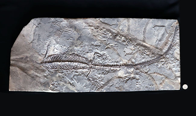 希少性の極み！吻部から尾先まで計測して７９３ミリという信じられないサイズ！個人コレクターの最終目標、ブラジル産メソサウルス（Mesosaurus）の全身化石（その17）