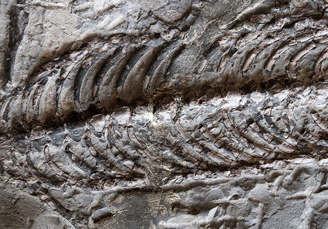 希少性の極み！吻部から尾先まで計測して７９３ミリという信じられないサイズ！個人コレクターの最終目標、ブラジル産メソサウルス（Mesosaurus）の全身化石（その3）