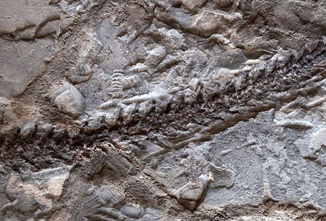 希少性の極み！吻部から尾先まで計測して７９３ミリという信じられないサイズ！個人コレクターの最終目標、ブラジル産メソサウルス（Mesosaurus）の全身化石（その4）