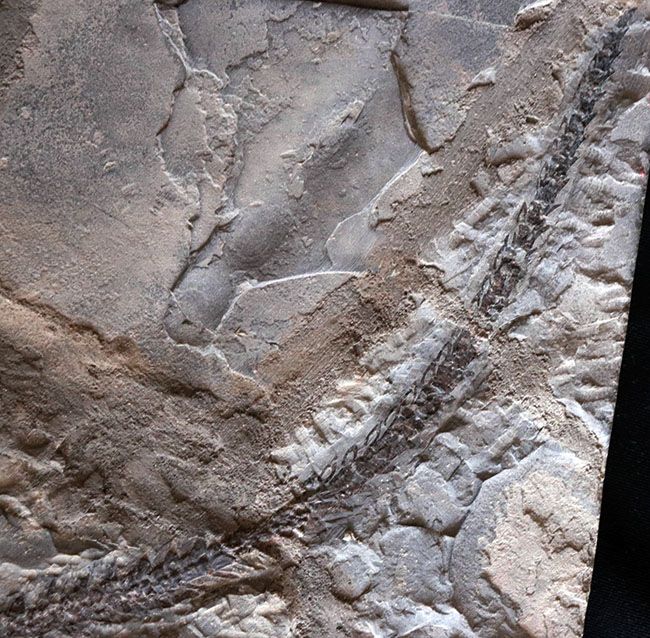 希少性の極み！吻部から尾先まで計測して７９３ミリという信じられないサイズ！個人コレクターの最終目標、ブラジル産メソサウルス（Mesosaurus）の全身化石（その5）
