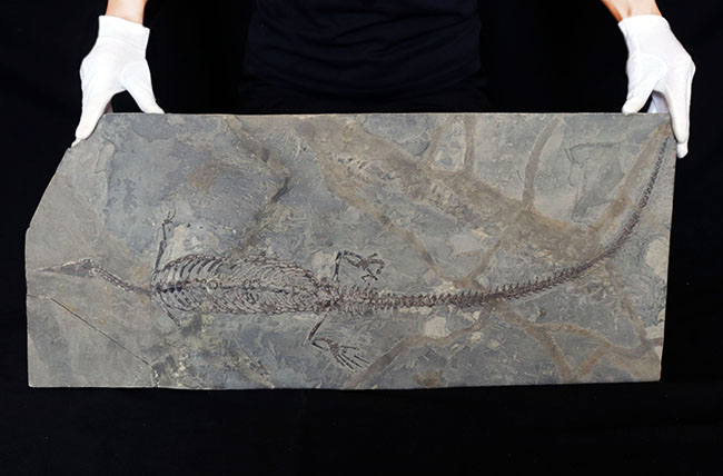 希少性の極み！吻部から尾先まで計測して７９３ミリという信じられないサイズ！個人コレクターの最終目標、ブラジル産メソサウルス（Mesosaurus）の全身化石（その6）
