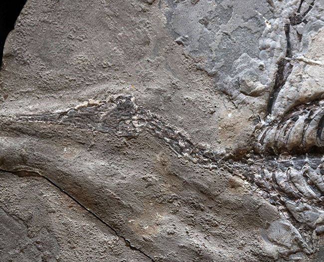 希少性の極み！吻部から尾先まで計測して７９３ミリという信じられないサイズ！個人コレクターの最終目標、ブラジル産メソサウルス（Mesosaurus）の全身化石（その7）