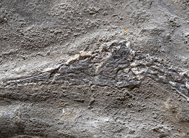 希少性の極み！吻部から尾先まで計測して７９３ミリという信じられないサイズ！個人コレクターの最終目標、ブラジル産メソサウルス（Mesosaurus）の全身化石（その8）