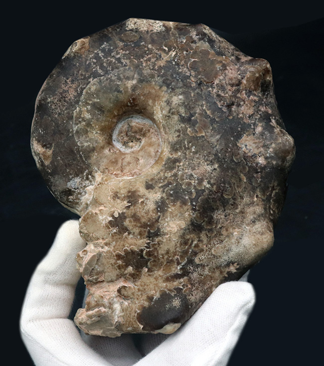 いかつい二列の突起を持つ、モロッコ産のアカントセラス科のアンモナイト、マンミテス(Mammites)(その3)