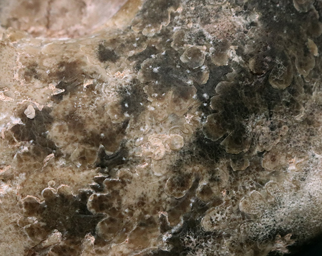 いかつい二列の突起を持つ、モロッコ産のアカントセラス科のアンモナイト、マンミテス(Mammites)(その6)