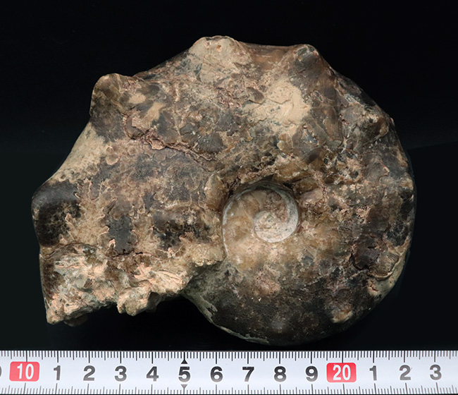 いかつい二列の突起を持つ、モロッコ産のアカントセラス科のアンモナイト、マンミテス(Mammites)(その8)