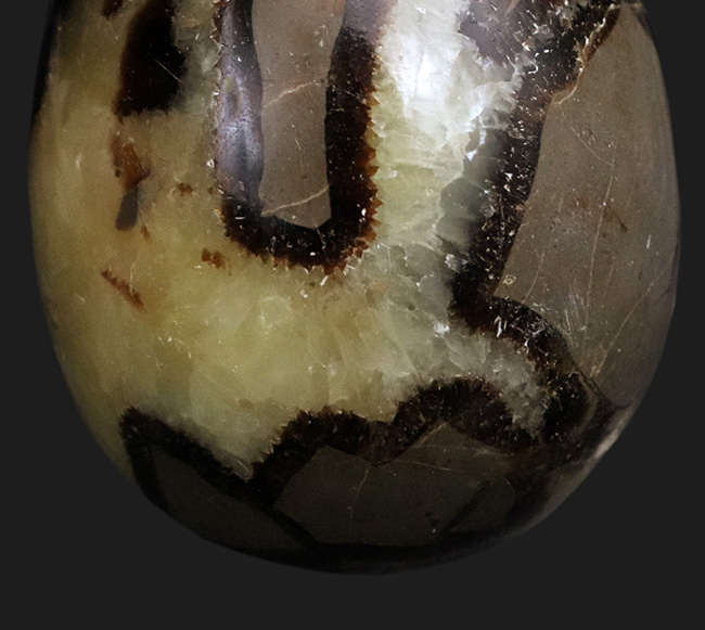 セプタリアン 特大サイズ卵 まるで恐竜の卵！別名 ドラゴンストーン セプタリアン 巨大