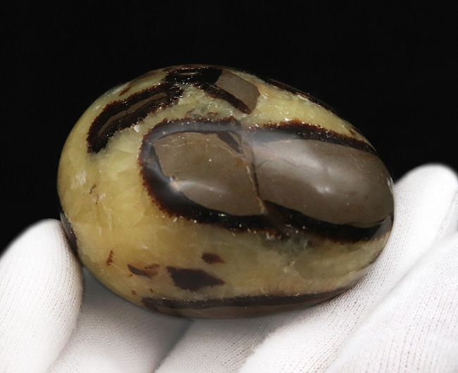 専用架台を用いれば立てて展示可能！ドラゴンの卵の愛称で知られる