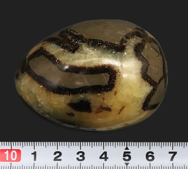 専用架台を用いれば立てて展示可能！ドラゴンの卵の愛称で知られる