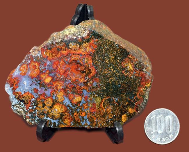 ハンガリー産ストロマトライトがメノウ化した珍しい化石（その14）