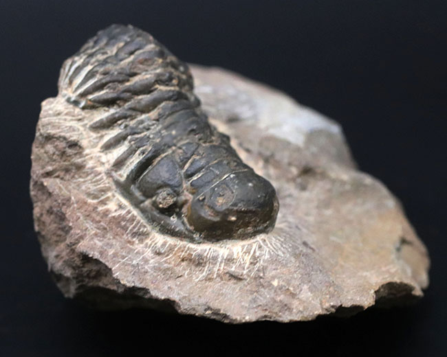 モロッコのデボン紀の地層より採集された三葉虫、クロタロセファルス・ギブス（Crotalocephalus gibbus）の化石（その1）