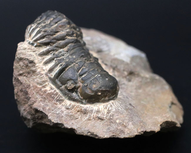 モロッコのデボン紀の地層より採集された三葉虫、クロタロセファルス・ギブス(Crotalocephalus gibbus)の化石(その1)
