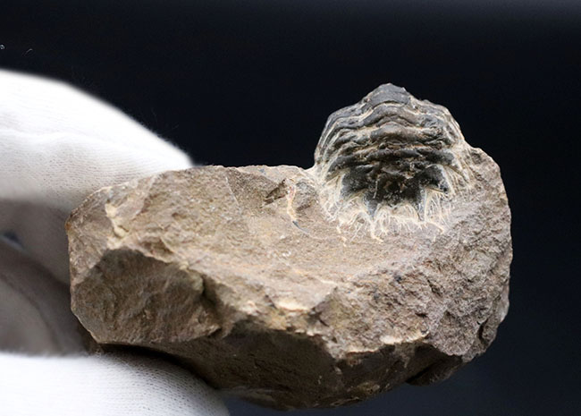 モロッコのデボン紀の地層より採集された三葉虫、クロタロセファルス・ギブス(Crotalocephalus gibbus)の化石(その10)