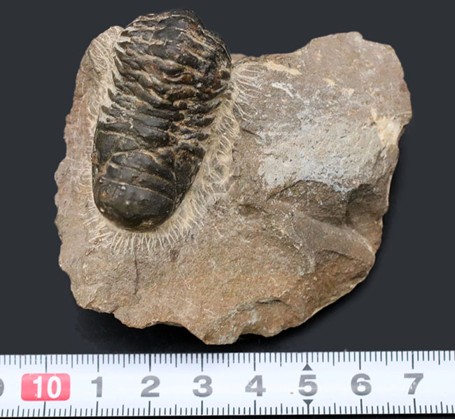 モロッコのデボン紀の地層より採集された三葉虫、クロタロセファルス・ギブス（Crotalocephalus gibbus）の化石（その11）