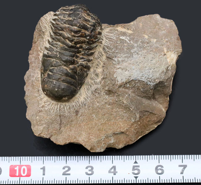 モロッコのデボン紀の地層より採集された三葉虫、クロタロセ
