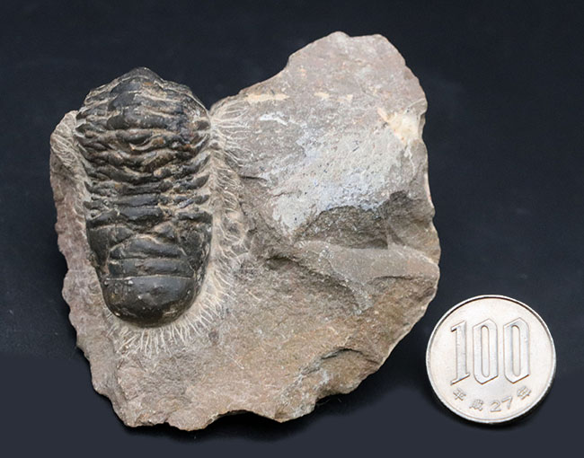 モロッコのデボン紀の地層より採集された三葉虫、クロタロセファルス・ギブス（Crotalocephalus gibbus）の化石（その12）