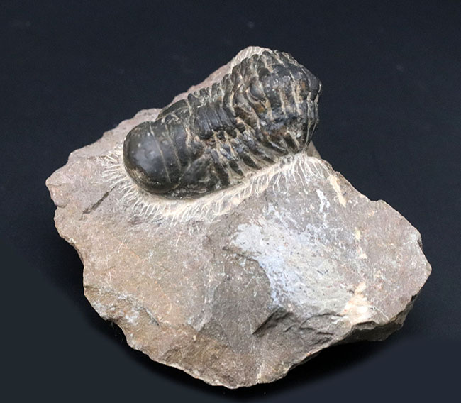 モロッコのデボン紀の地層より採集された三葉虫、クロタロセファルス・ギブス(Crotalocephalus gibbus)の化石(その2)