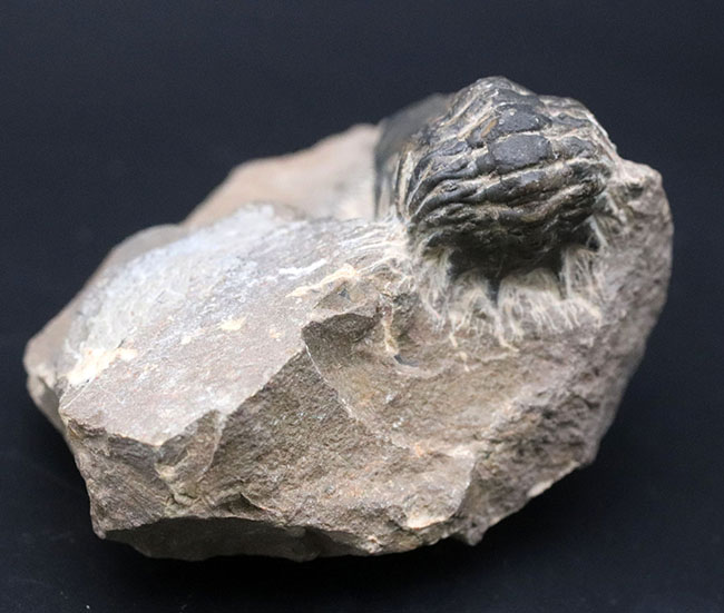 モロッコのデボン紀の地層より採集された三葉虫、クロタロセファルス・ギブス(Crotalocephalus gibbus)の化石(その3)