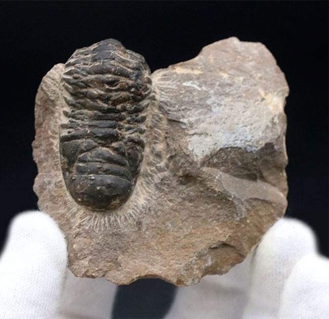 モロッコのデボン紀の地層より採集された三葉虫、クロタロセファルス・ギブス（Crotalocephalus gibbus）の化石（その4）