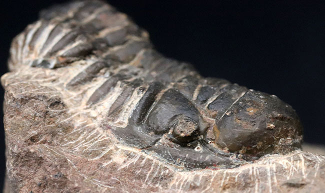 モロッコのデボン紀の地層より採集された三葉虫、クロタロセファルス・ギブス（Crotalocephalus gibbus）の化石（その5）