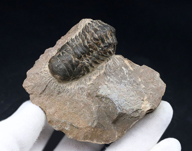モロッコのデボン紀の地層より採集された三葉虫、クロタロセファルス・ギブス(Crotalocephalus gibbus)の化石(その6)