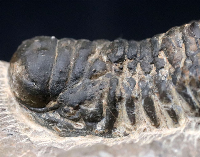 モロッコのデボン紀の地層より採集された三葉虫、クロタロセファルス・ギブス（Crotalocephalus gibbus）の化石（その7）