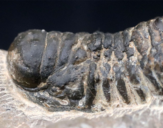 モロッコのデボン紀の地層より採集された三葉虫、クロタロセファルス・ギブス(Crotalocephalus gibbus)の化石(その7)