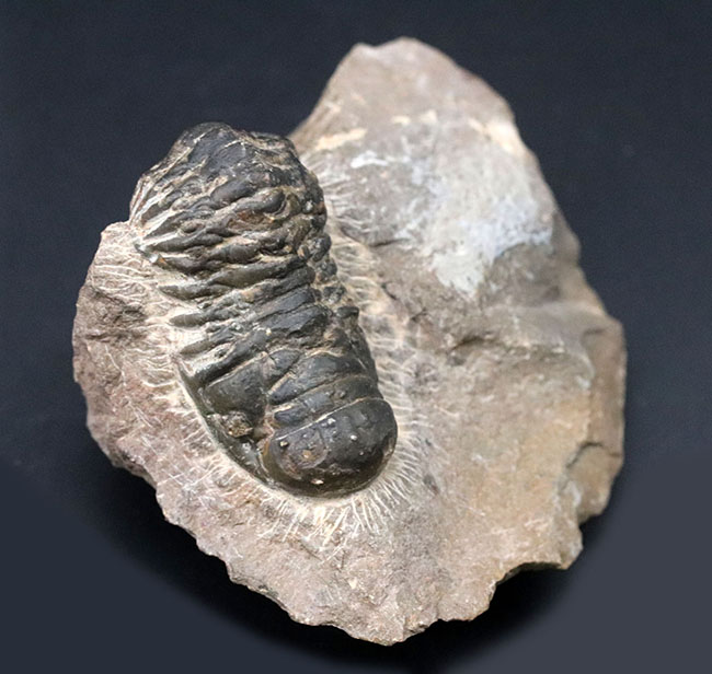 モロッコのデボン紀の地層より採集された三葉虫、クロタロセファルス・ギブス（Crotalocephalus gibbus）の化石（その8）